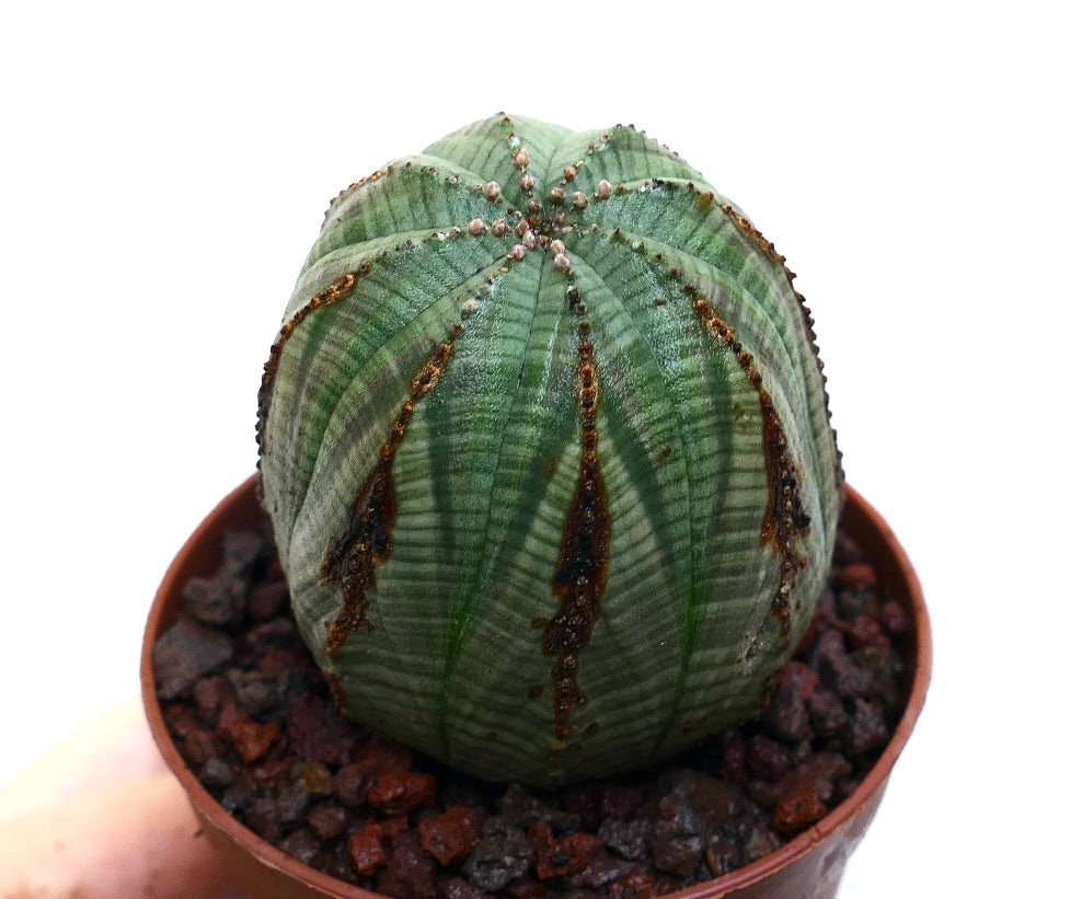 Euphorbia obesa succulent cactus with rounded shape and distinct vertical brown stripes