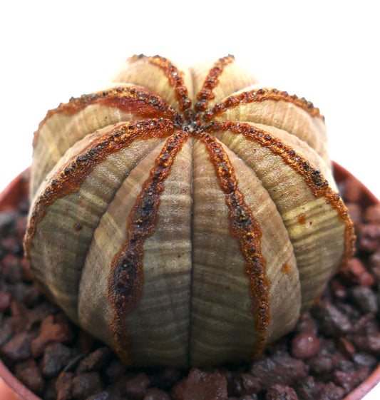 Euphorbia obesa succulent cactus with rounded ribbed body and textured brown lines