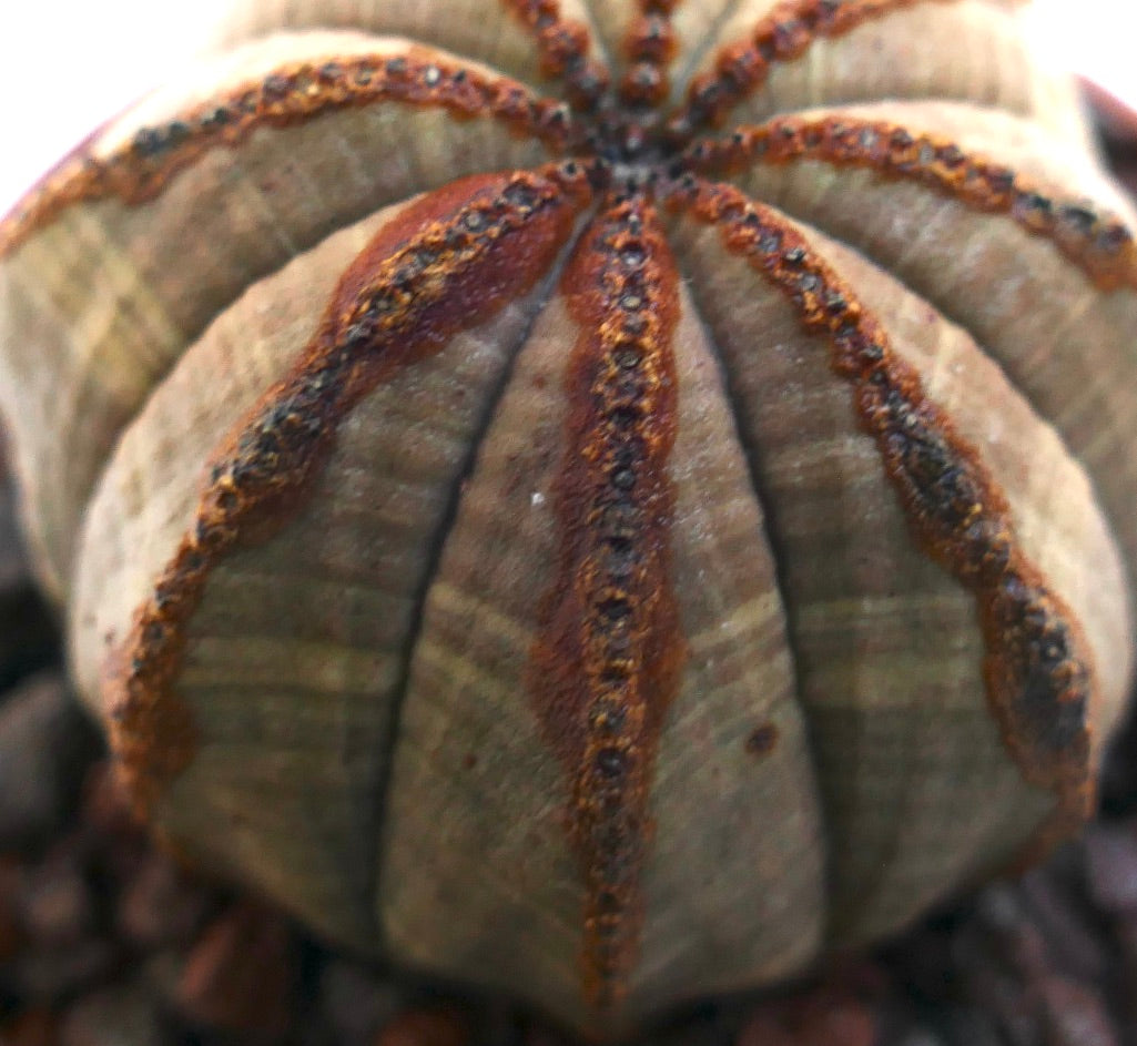 Euphorbia obesa succulent with rounded body and distinct brown vertical ridges and tubercles