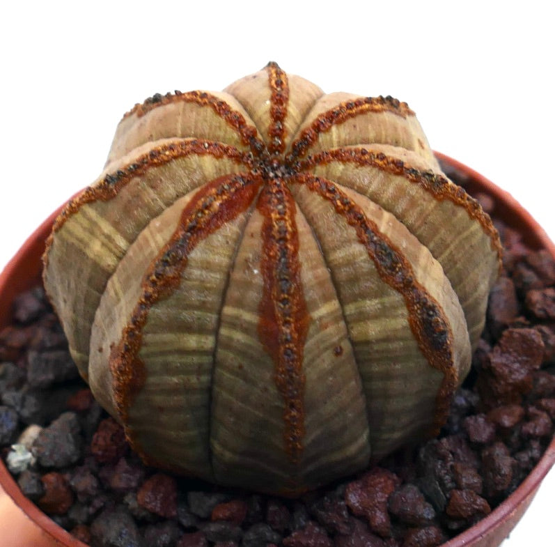 Euphorbia obesa succulent cactus with rounded body and distinct brown vertical lines