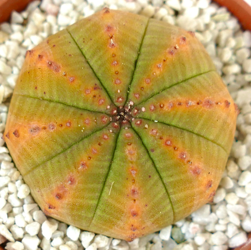 Euphorbia obesa YELLOW-GREEN