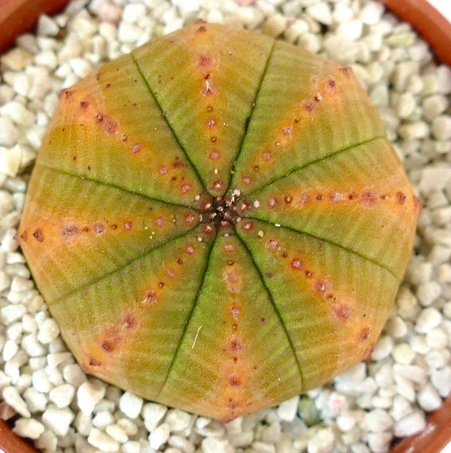 Euphorbia obesa YELLOW-GREEN