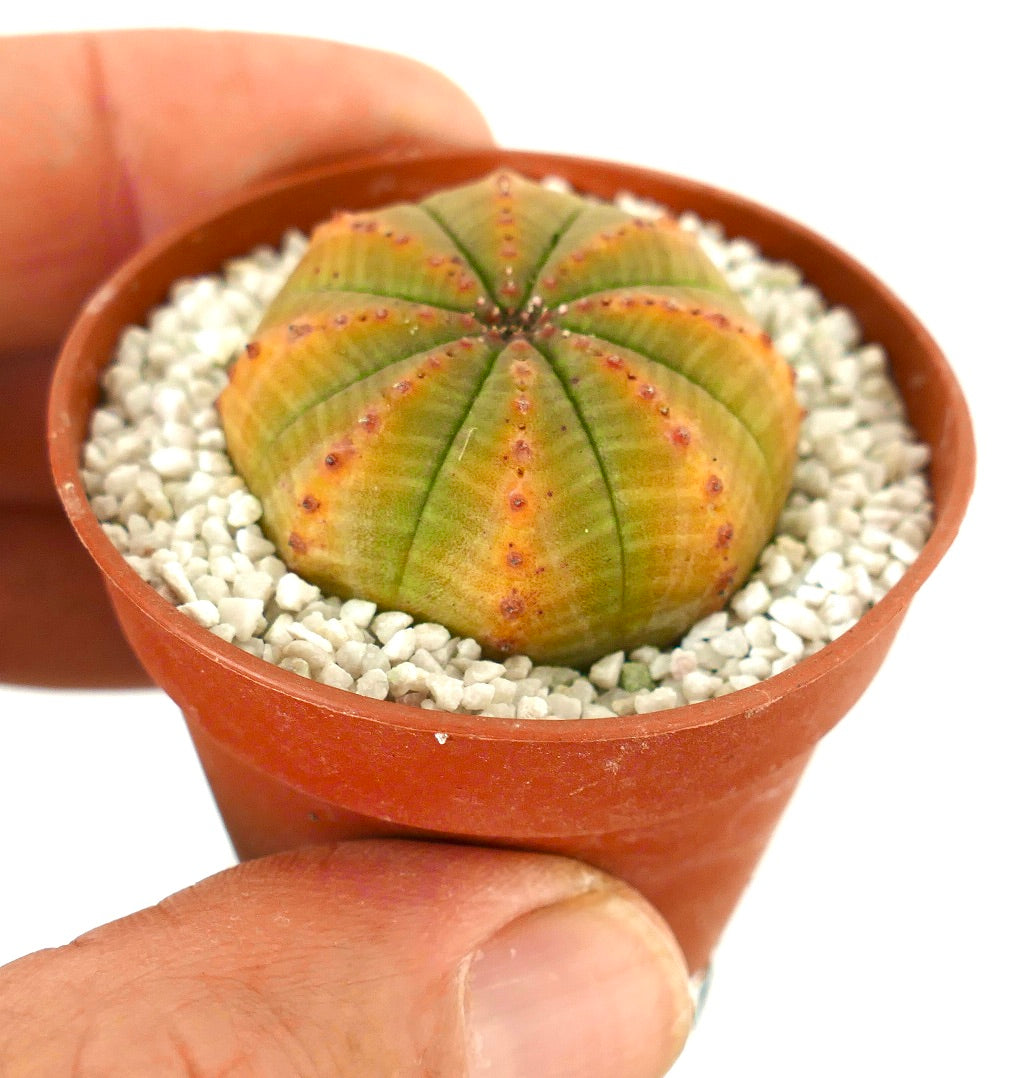 Euphorbia obesa YELLOW-GREEN