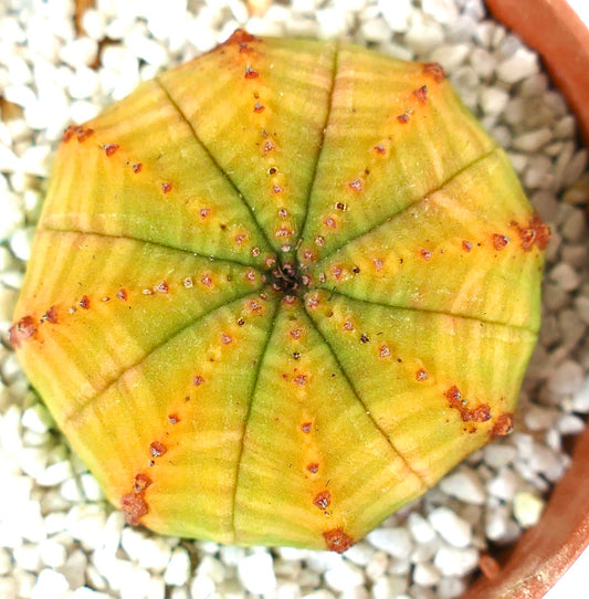 Euphorbia obesa YELLOW