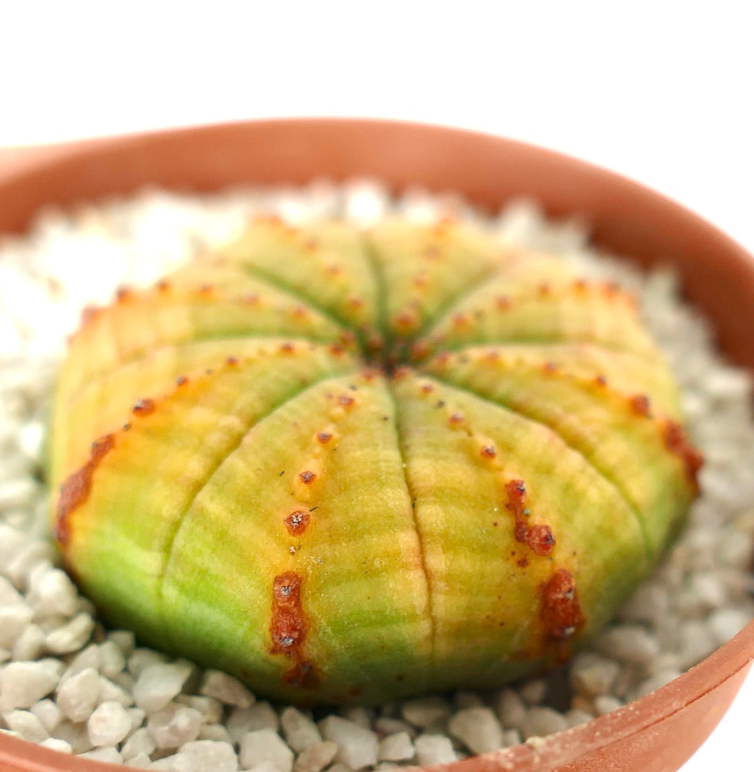 Euphorbia obesa YELLOW