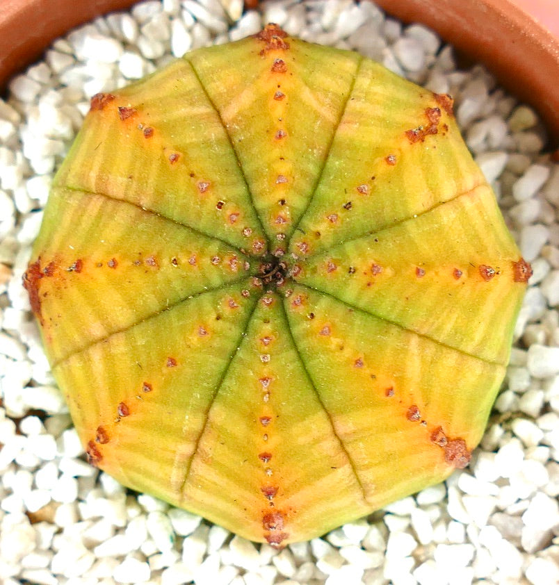 Euphorbia obesa YELLOW