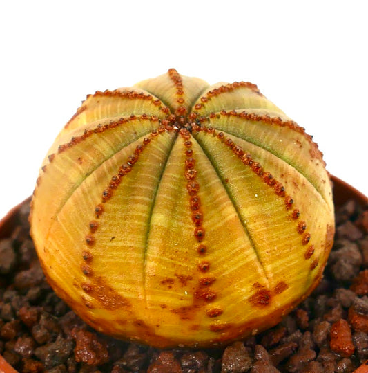 Euphorbia obesa YELLOW BALL C35