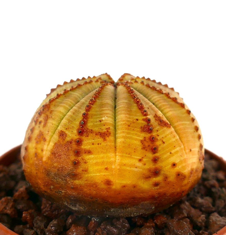 Euphorbia obesa YELLOW BALL C35