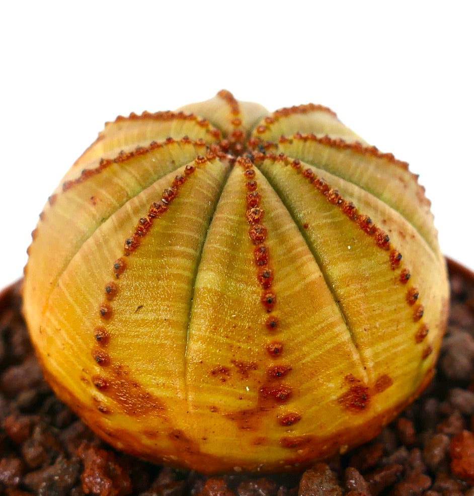 Euphorbia obesa YELLOW BALL C35