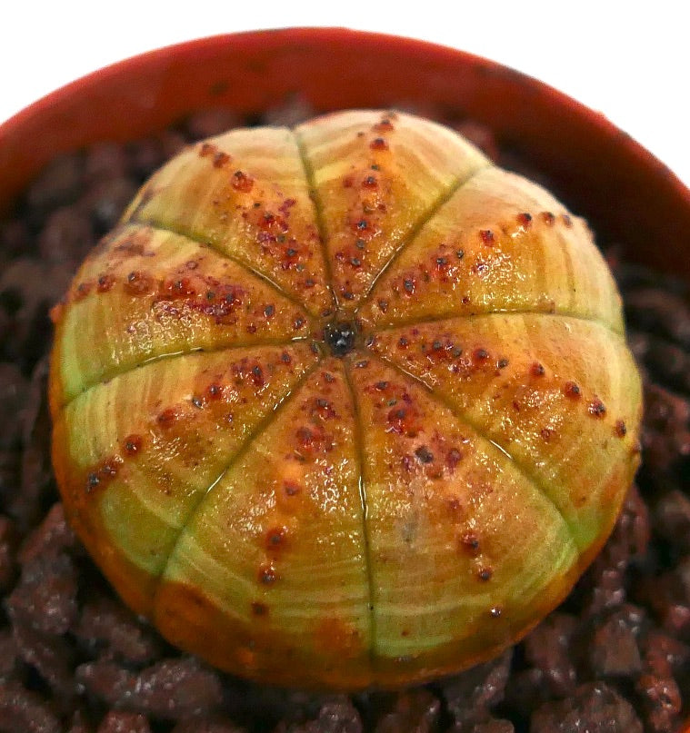 Euphorbia obesa suculenta cactus con cuerpo redondeado verde amarillento y tubérculos rojizos