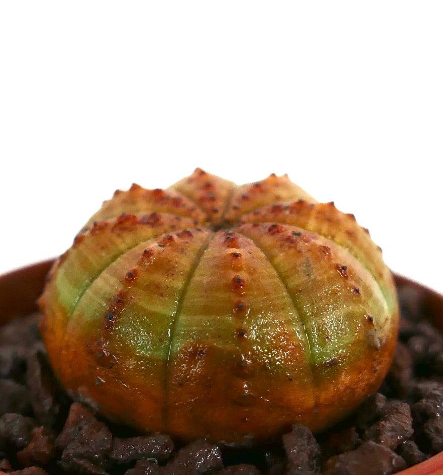 Euphorbia obesa suculenta cactus con cuerpo redondeado y acanalado y tonos naranja-verdes