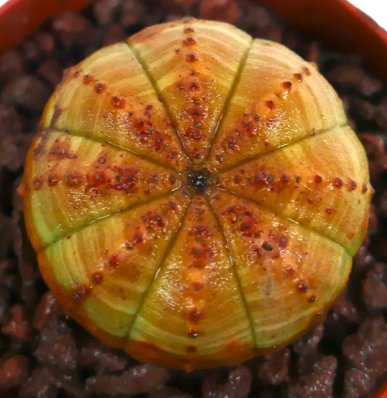 Euphorbia obesa suculenta cactus con cuerpo redondeado amarillo y costillas, y pequeños tubérculos rojos