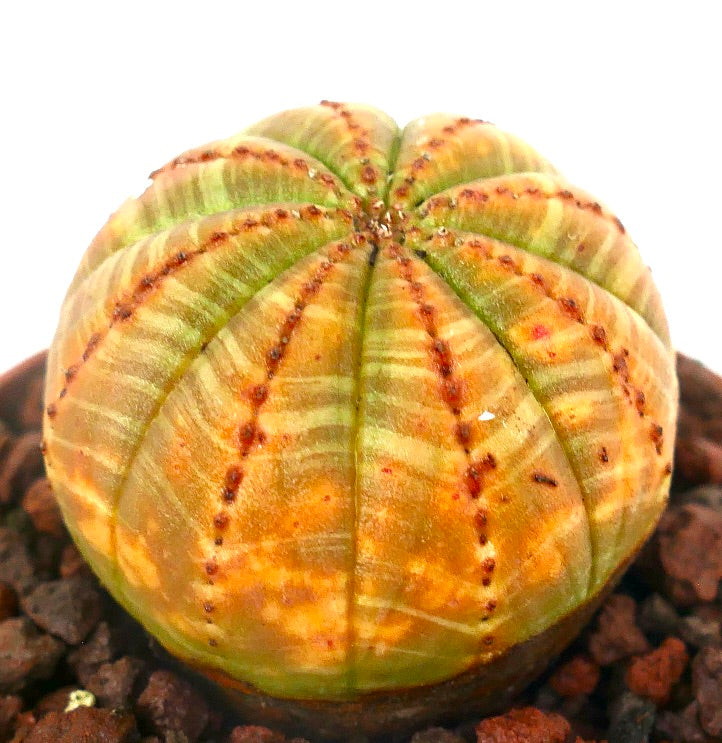 Euphorbia obesa YELLOW BALL SELECTED 205