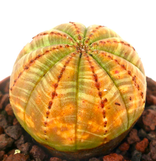 Euphorbia obesa YELLOW BALL SELECTED 205