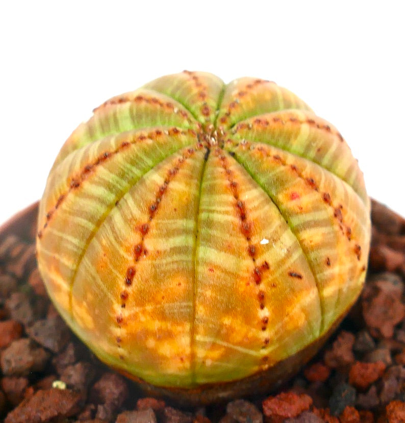 Euphorbia obesa YELLOW BALL SELECTED 205