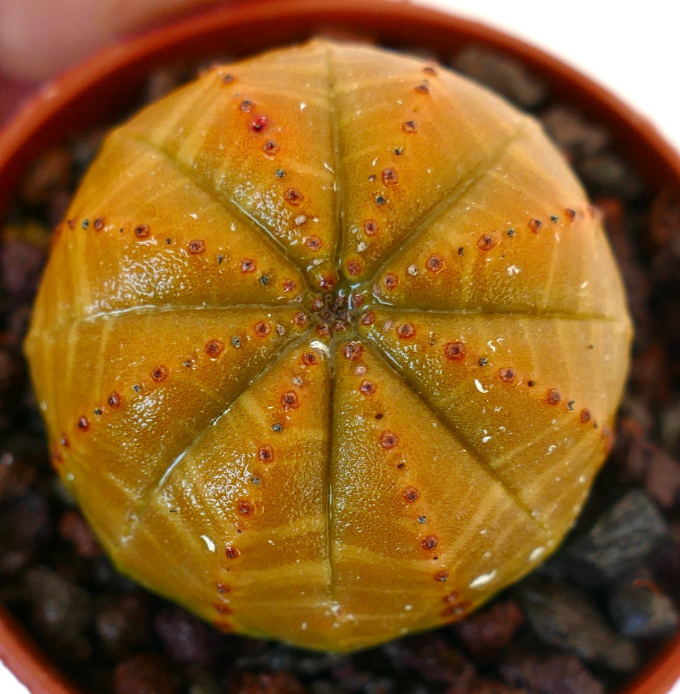 Euphorbia obesa succulent cactus with rounded ribbed yellow body and small red areoles
