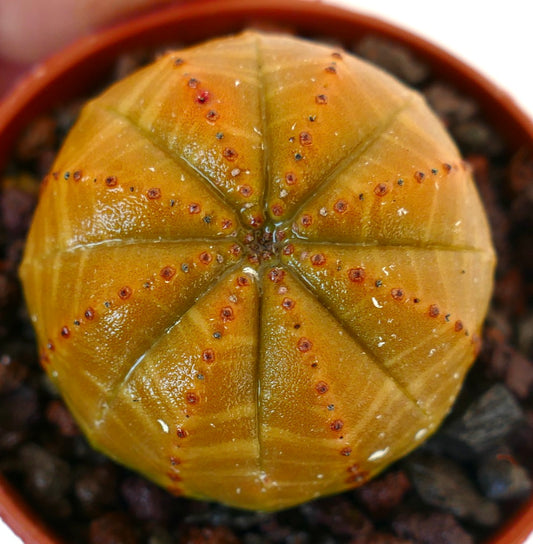 Euphorbia obesa succulent cactus with rounded ribbed yellow body and small red areoles
