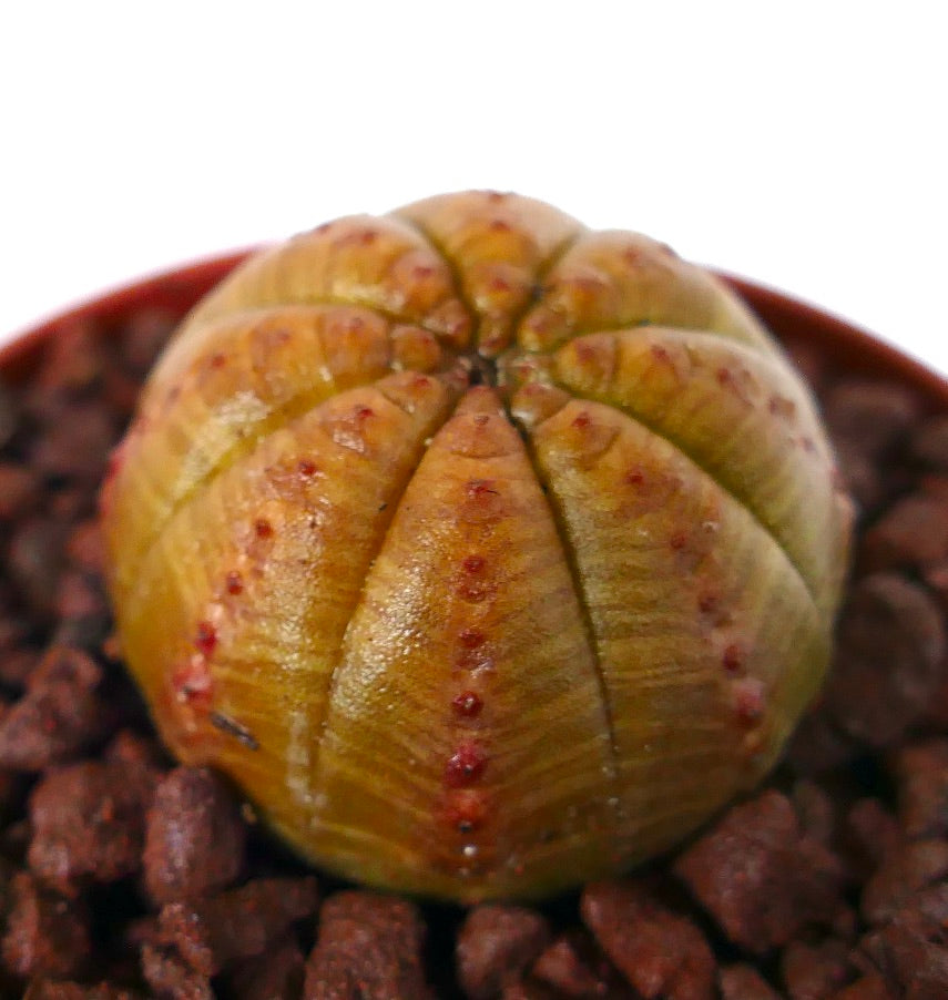 Euphorbia obesa succulent cactus en forme de boule avec une surface texturée striée jaune-brun