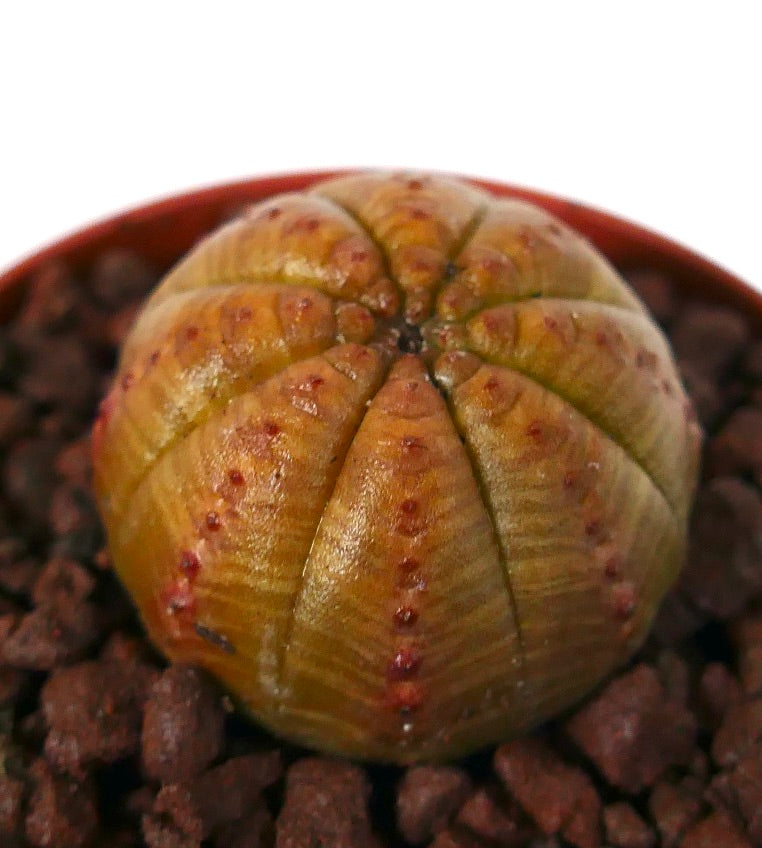 Cactus succulent Euphorbia obesa avec un corps arrondi nervuré et de petits tubercules rouges
