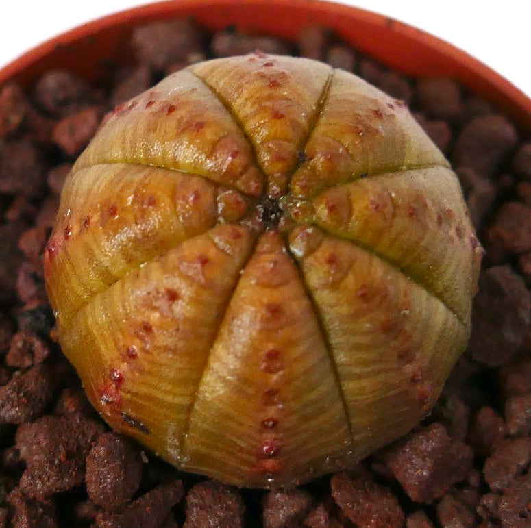 Euphorbia obesa cactus succulente en forme de boule avec un corps côtelé jaune-brun et de petites taches rouges