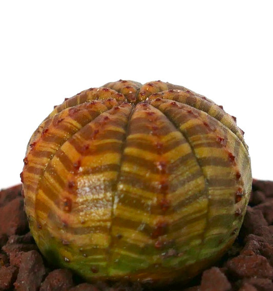 Euphorbia obesa sukkulent ballformet kaktus med gult-brunt stripet mønster og små røde knopper