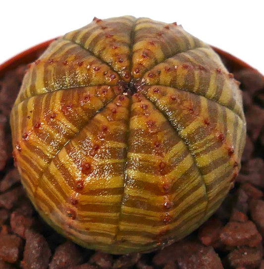 Euphorbia obesa sukkulent ball med gult-brunt stripet mønster og små røde knuter