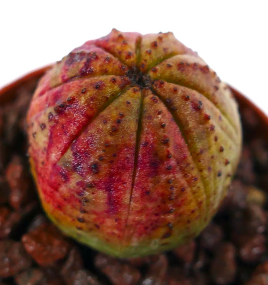 Euphorbia obesa sjelden succulent med rund ribbet kropp og rødbrun flekkete tekstur