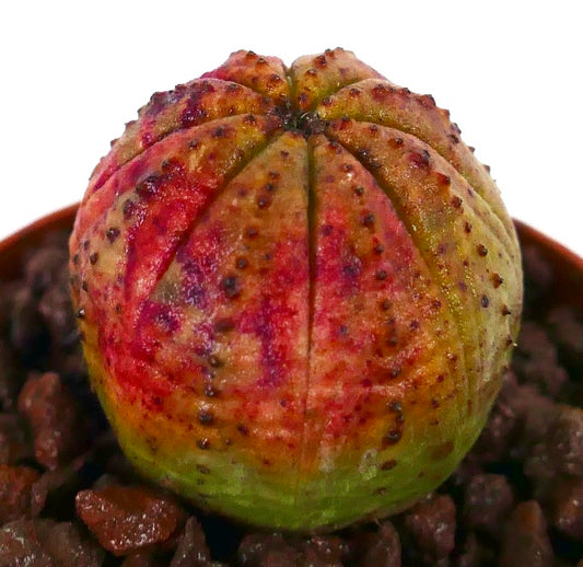 Euphorbia obesa sukkulent med rund ribbet kropp og rødbrun flekket tekstur