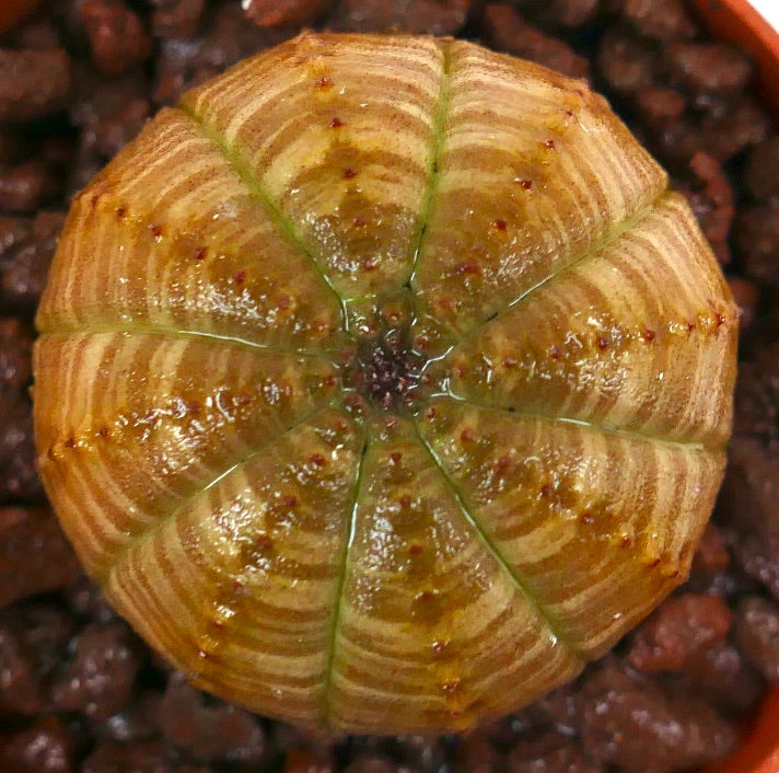 Euphorbia obesa cactus succulente avec un motif rayé jaune-brun et de petites épines