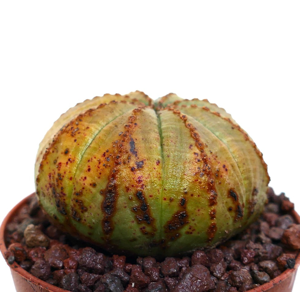 Succulente Euphorbia obesa avec un corps arrondi à côtes et une surface texturée tachetée de brun