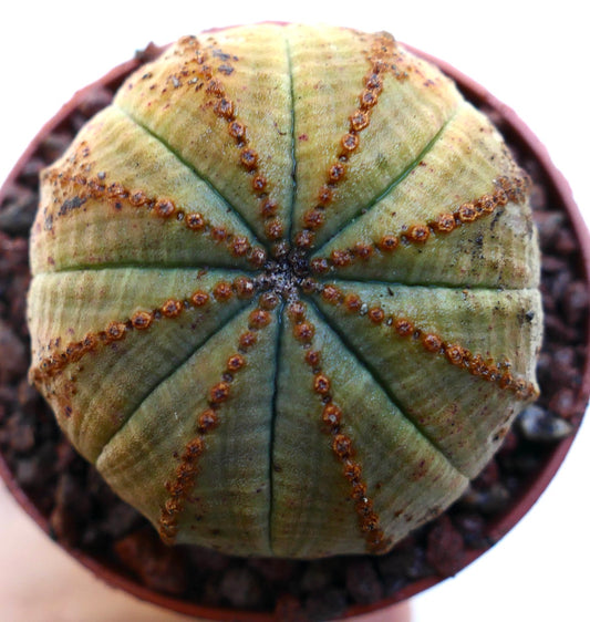 ユーフォルビア・オベサ 多肉植物のサボテンで、丸い肋骨状の体と茶色の斑点模様があります