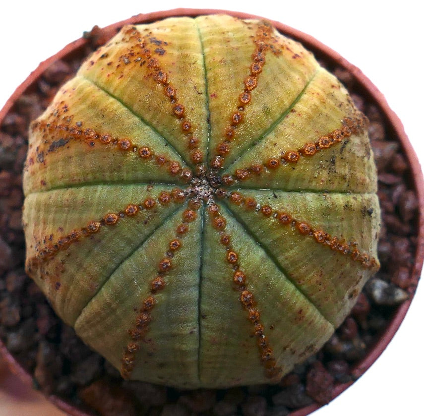 Euphorbia obesa cactus succulent avec des crêtes arrondies et des motifs de taches brunes