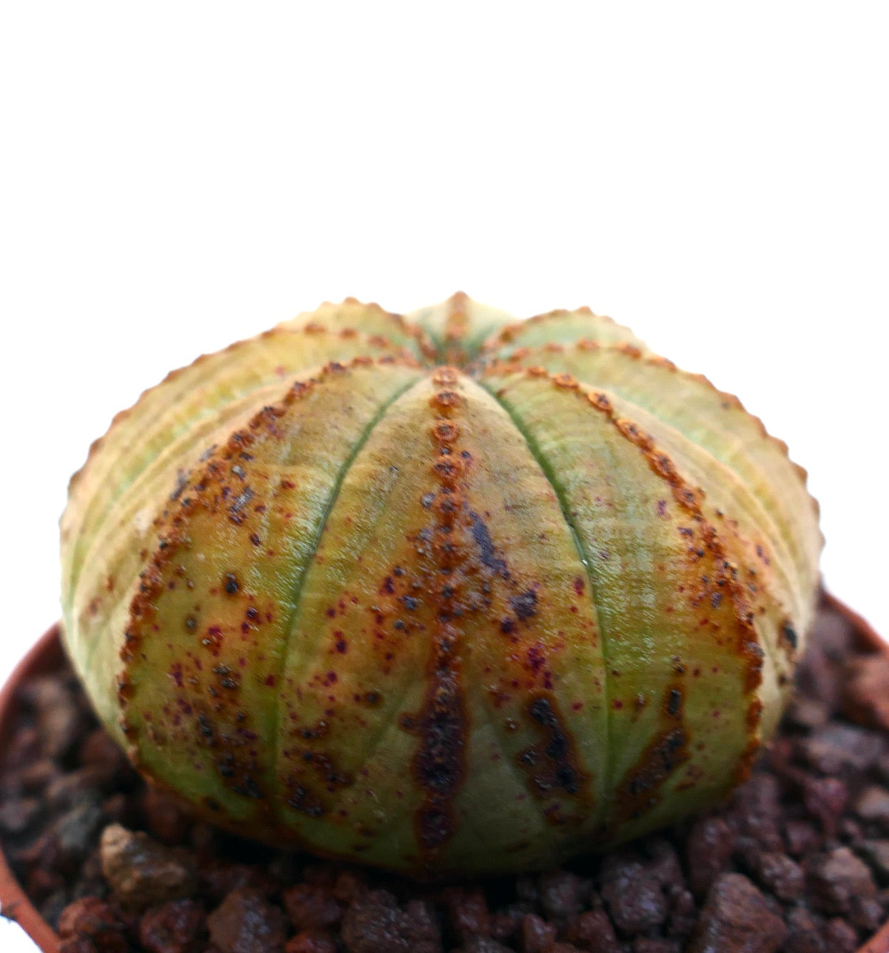 Euphorbia obesa cactus succulent à corps arrondi et côtelé avec texture tachetée marron