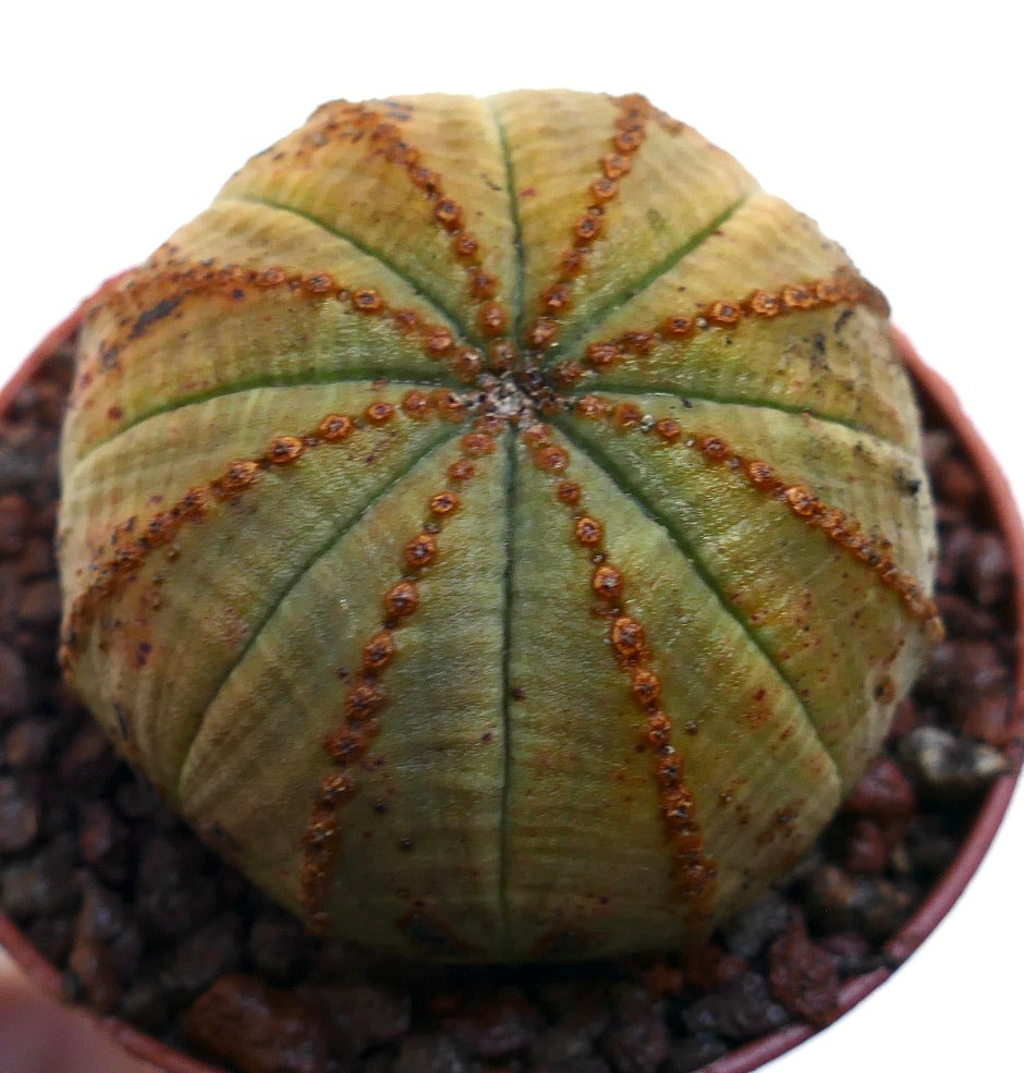 Succulente Euphorbia obesa avec corps arrondi côtelé et motifs de taches brunes en pot