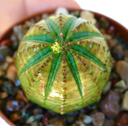 Euphorbia obesa in a pot, showing its spherical ribbed body with yellow-green coloration, dark green ribs, and a small yellow flower blooming at the apex.