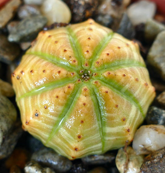 Euphorbia obesa Yellow Green succulent in a gravel pot, showing its round ribbed body with bright green lines, yellowish skin, and small reddish-brown tubercles.