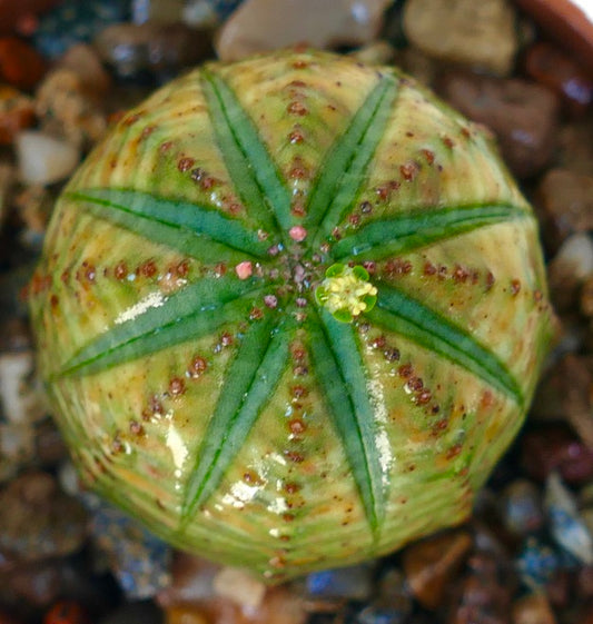 Top view of Euphorbia obesa, highlighting its round body with symmetrical green star-shaped rib markings and a central yellow flower.