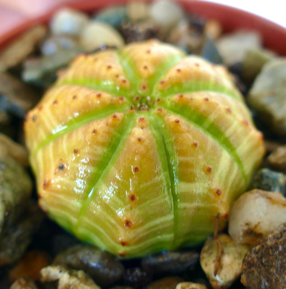 Side view of Euphorbia obesa Yellow Green, a rare spherical succulent with vivid yellow-green coloring, ribbed structure, and dotted reddish tubercles, grown in a container with pebbles.