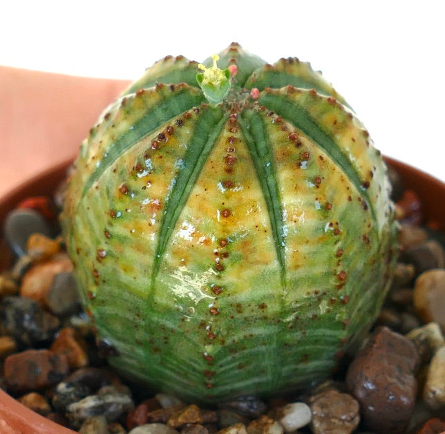 Side view of Euphorbia obesa in a pot, displaying its dome-like green body with vertical ribs, dotted red areoles, and a small flower sprouting at the crown.