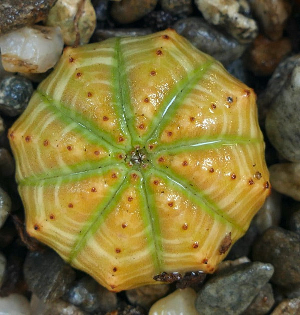 Top view of Euphorbia obesa Yellow Green, displaying its symmetrical eight-ribbed shape, golden-yellow surface with green stripes, and evenly spaced reddish tubercles.