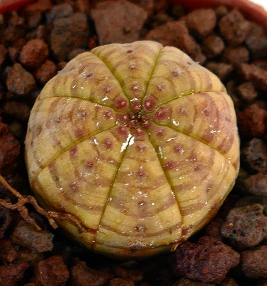 Euphorbia obesa succulent with rounded shape and yellow-green striped variegation