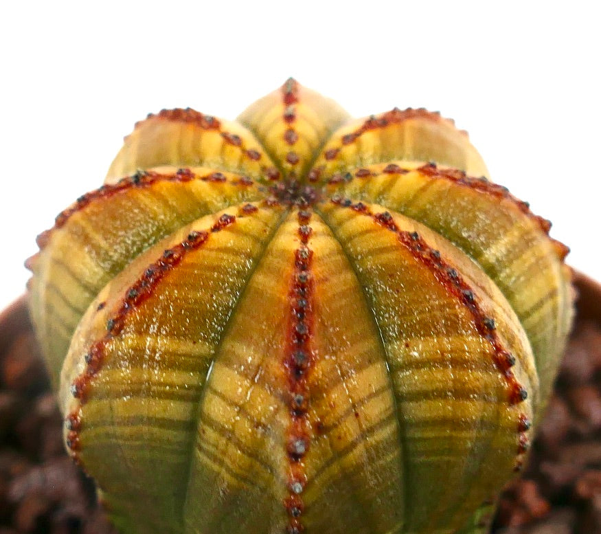 Euphorbia obesa YELLOW GREEN STRIATA HA99