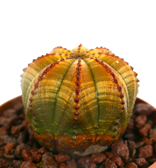 Euphorbia obesa YELLOW GREEN STRIATA HA99