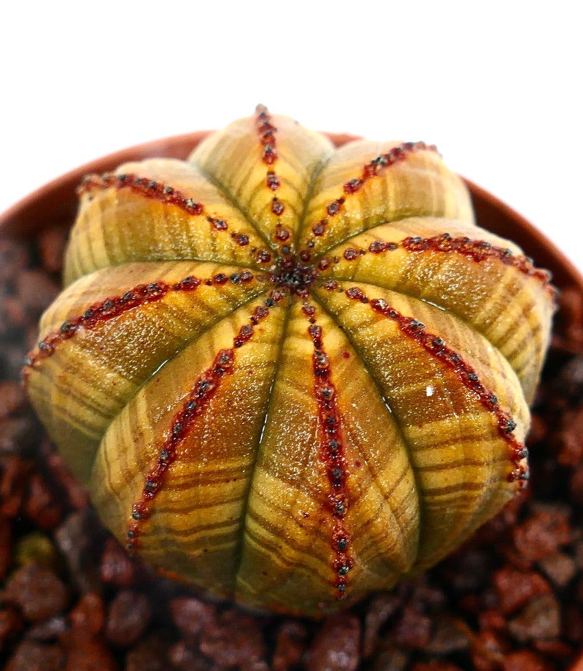 Euphorbia obesa YELLOW GREEN STRIATA HA99