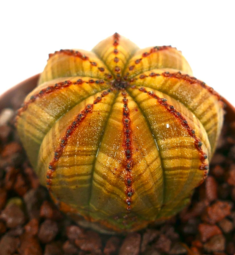 Euphorbia obesa YELLOW GREEN STRIATA HA99