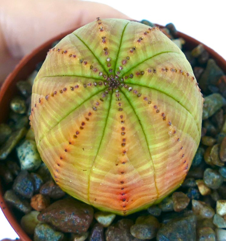 Euphorbia obesa YELLOW GREEN VARIEGATED top view, showing gradient color from yellow-green to orange with ribbed structure.