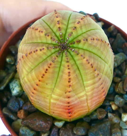 Euphorbia obesa YELLOW GREEN VARIEGATED top view, showing gradient color from yellow-green to orange with ribbed structure.