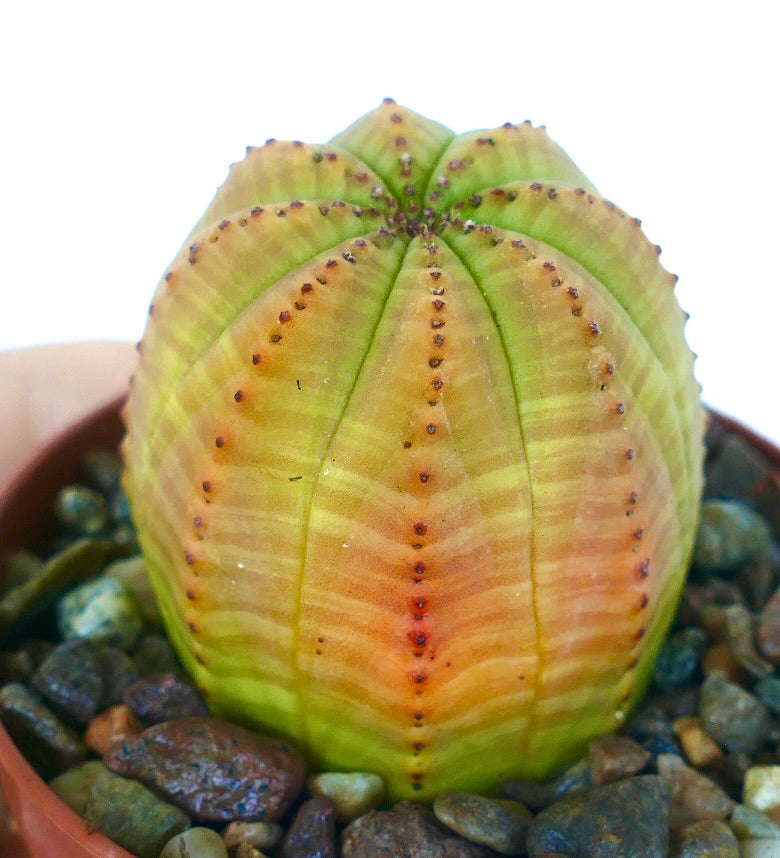 ユーフォルビア・オベサ | Botanical Archive | ユニークで希少な発見