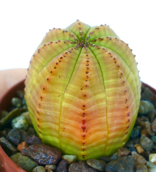 ユーフォルビア・オベサ | Botanical Archive | ユニークで希少な発見