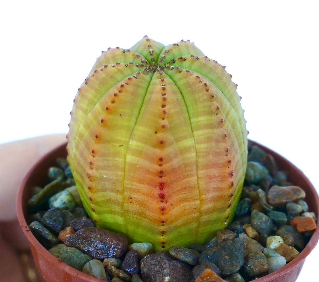 Euphorbia obesa YELLOW GREEN VARIEGATED succulent side view with vivid orange tones blending into green base.